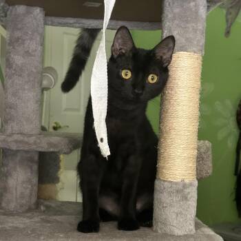 Kahlua -  Domestic Short Hair Cat Available for Adoption in Fort Lauderdale, Florida - Kahlua | PetCurious