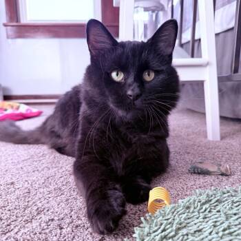 Rescue Domestic Short Hair Cats for Adoption in Gibsonia, Pennsylvania - Provolone Dave | PetCurious