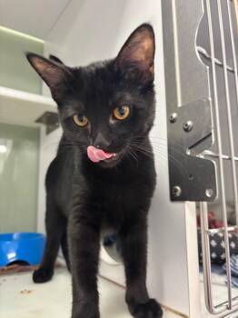 Puma -  Domestic Short Hair Cat for Adoption in Carthage, Missouri - Puma | PetCurious