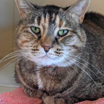 Penelope -  Domestic Short Hair and Mixed Breed Cat for Adoption in Tampa, Florida - Penelope | PetCurious