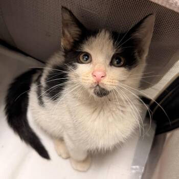 Figgle Berry -  Domestic Short Hair Cat for Adoption in Philadelphia, Pennsylvania - Figgle Berry | PetCurious