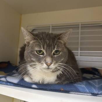 Lana -  Domestic Short Hair Cat for Adoption - Lana | PetCurious