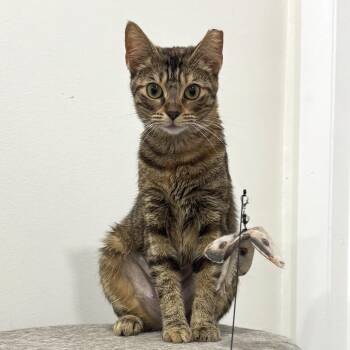 Miara -  Domestic Short Hair Cat for Adoption in Boston, Massachusetts - Miara | PetCurious