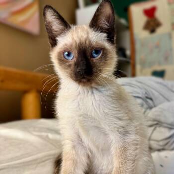 Macadamia Nut -  Domestic Short Hair Cat Available for Adoption in Wilsonville, Oregon - Macadamia Nut | PetCurious