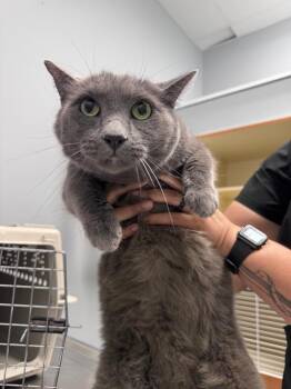 Huggy -  Domestic Short Hair Cat for Adoption in Bloomington, Indiana - Huggy | PetCurious