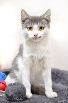 Bellatrix -  Domestic Short Hair Cat for Adoption in Monroe, Georgia - Bellatrix | PetCurious