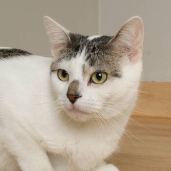 Rescue Domestic Short Hair Cats for Adoption in Minnetonka, Minnesota - Izzy C64973 | PetCurious