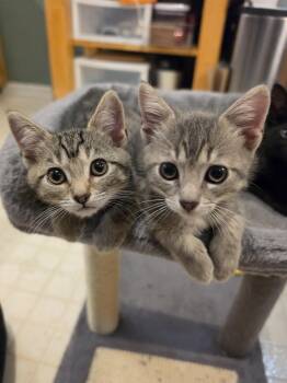 Miles & Mabel (bonded siblings) -  Domestic Short Hair Cat for Adoption in Nashville, Tennessee - Miles & Mabel (bonded Siblings) | PetCurious