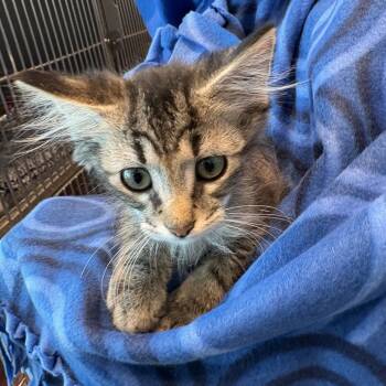 Michael -  Domestic Short Hair Cat for Adoption in Matteson, Illinois - Michael | PetCurious
