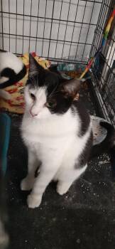 Domestic Short Hair Cats Available for Adoption in Richmond, Virginia - Pigeon  | PetCurious