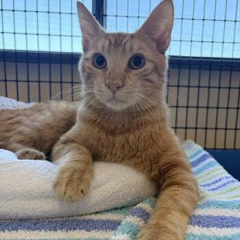 Tater Tot -  Domestic Short Hair Cat for Adoption in Burlingame, California - Tater Tot | PetCurious