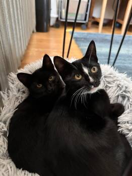Dill and Darcy -  Domestic Short Hair Cat for Adoption in Seattle, Washington - Dill And Darcy | PetCurious