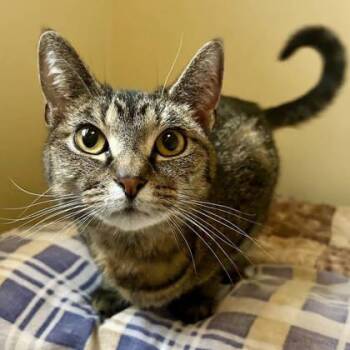 Domestic Short Hair Cats Available for Adoption in East Montpelier, Vermont - Iris | PetCurious
