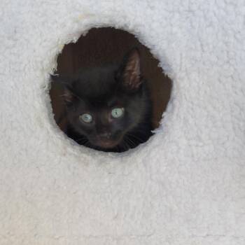 Domestic Short Hair Cats Available for Adoption in Freeport, Florida - Streamer | PetCurious