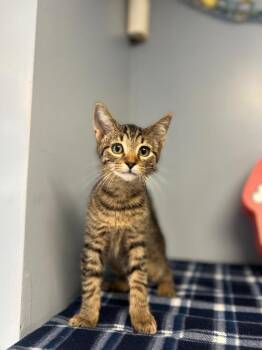 Harvey -  Domestic Short Hair Cat for Adoption in Lovingston, Virginia - Harvey | PetCurious