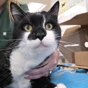 Frosted Mini Wheats -  Domestic Short Hair Cat for Adoption - Frosted Mini Wheats | PetCurious