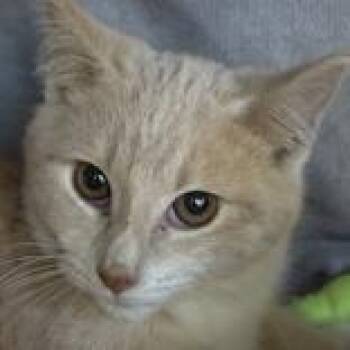 Domestic Short Hair Cats Available for Adoption - Mish Mish | PetCurious