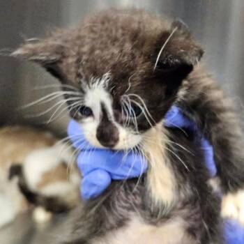 Elvira -  Domestic Short Hair Cat for Adoption in Greensboro, North Carolina - Elvira | PetCurious