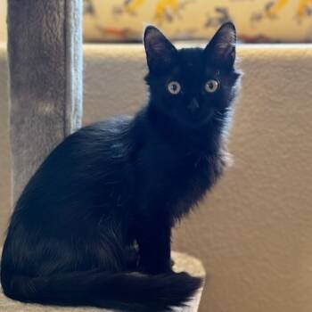 Rescue Domestic Long Hair Cats for Adoption in Pleasanton, California - Jack | PetCurious