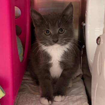 Cricket -  Domestic Short Hair Cat for Adoption in Keizer, Oregon - Cricket | PetCurious