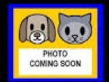 GARFIELD -  Domestic Short Hair Cat for Adoption in San Antonio, Texas - GARFIELD | PetCurious