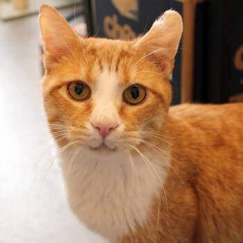 Goldie -  Domestic Short Hair Cat for Adoption in Port Washington, New York - Goldie | PetCurious