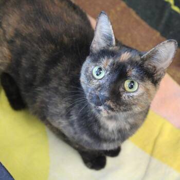 Appa -  Domestic Short Hair Cat for Adoption in Hattiesburg, Mississippi - Appa | PetCurious