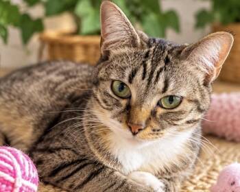 SKYLA -  Tabby Cat for Adoption in Margate, Florida - SKYLA | PetCurious