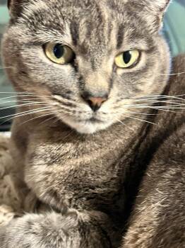 Rescue Domestic Short Hair and Russian Blue Cats for Adoption in San Jose, California - Sukhi | PetCurious