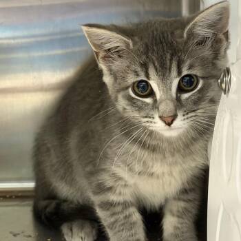 Flower -  Domestic Short Hair Cat for Adoption in Greensboro, North Carolina - Flower | PetCurious