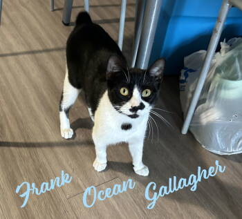 Rescue Tuxedo and Domestic Short Hair Cats for Adoption in Houston, Texas - Frank Ocean Gallagher #stubby-tail | PetCurious