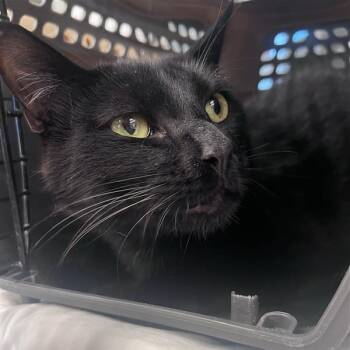 Jubilee -  Domestic Short Hair Cat for Adoption in Bentonville, Arkansas - Jubilee | PetCurious