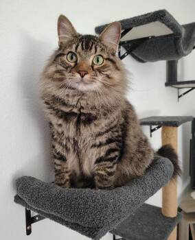 Norwegian Forest Cat and Ragdoll Cats Available for Adoption in Terrell, Texas - Goose | PetCurious