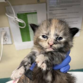 Cannoli -  Domestic Medium Hair Cat for Adoption in Pasadena, California - Cannoli | PetCurious