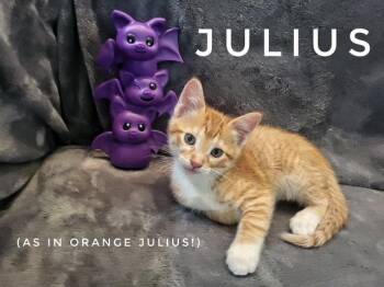 Julius (Available 9/25/26) -  Domestic Short Hair Cat for Adoption in Williamsburg, Iowa - Julius (Available 9/25/26) | PetCurious