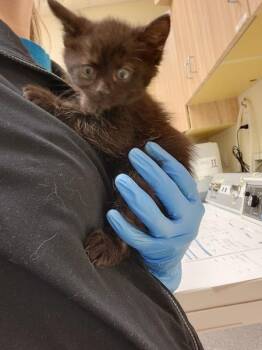 Jupiter -  Domestic Short Hair Cat for Adoption in Kennewick, Washington - Jupiter | PetCurious
