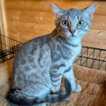 Helen -  Domestic Short Hair Cat for Adoption in Bend, Oregon - Helen | PetCurious