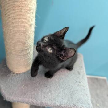 Rescue Domestic Short Hair Cats for Adoption in Cape Girardeau, Missouri - Dumbo Octopus | PetCurious
