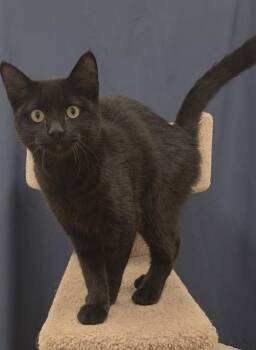 Mowgli -  Domestic Short Hair Cat for Adoption in Red Wing, Minnesota - Mowgli | PetCurious
