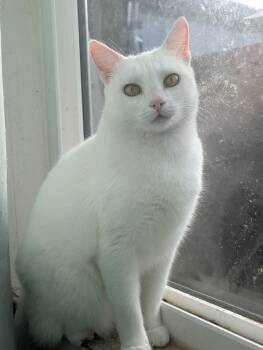 Domestic Short Hair Cats Available for Adoption in Bell Gardens, California - Nieve | PetCurious