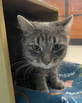 Rescue Domestic Short Hair Cats for Adoption in Salem, Massachusetts - Ava | PetCurious