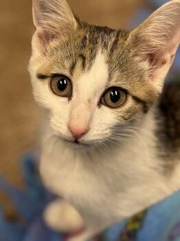 Olive -  Domestic Short Hair Cat for Adoption in Wheaton, Illinois - Olive | PetCurious