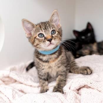 Brisk -  Domestic Short Hair Cat for Adoption in New York, New York - Brisk | PetCurious