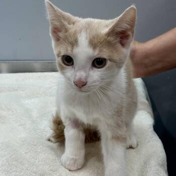 Socrates -  Domestic Short Hair Cat for Adoption in Fairmont, West Virginia - Socrates | PetCurious