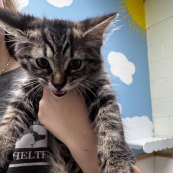 Manuel 28659 -  Domestic Medium Hair Cat for Adoption in Middleburg, Florida - Manuel 28659 | PetCurious