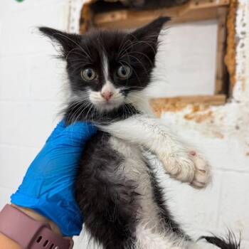 Gummy Bear -  Domestic Short Hair Cat for Adoption in Edinburg, Texas - Gummy Bear | PetCurious