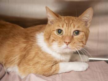 WALTER -  Domestic Short Hair Cat for Adoption in Phoenix, Arizona - WALTER | PetCurious