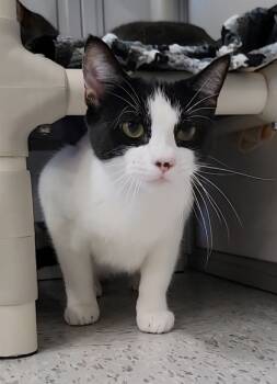 Rescue Domestic Short Hair Cats for Adoption in Elmira, New York - Oreo | PetCurious