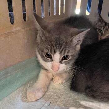 Eomer -  Domestic Short Hair Cat for Adoption in Lynchburg, Virginia - Eomer | PetCurious