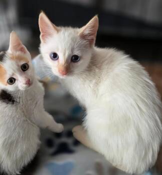 Bridget -  Calico Cat for Adoption in Buford, Georgia - Bridget | PetCurious